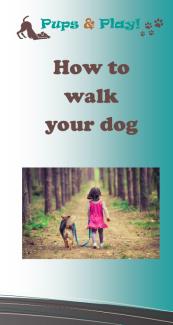 how to walk your dog